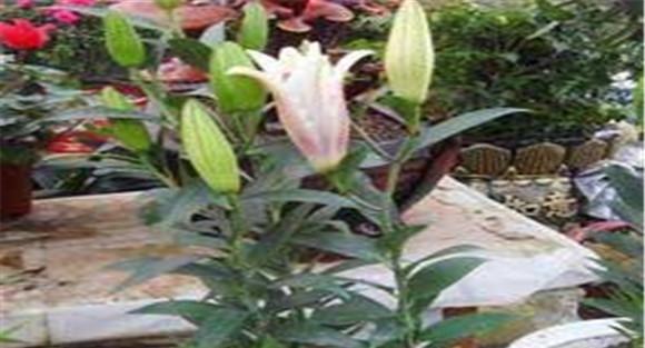 百合开花后的处理方法