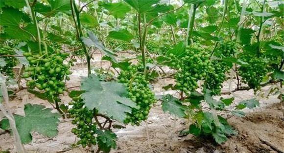 葡萄施肥用什么肥料