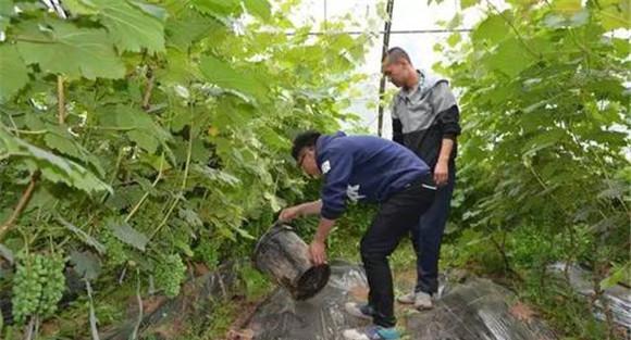 葡萄的追肥方法与次数