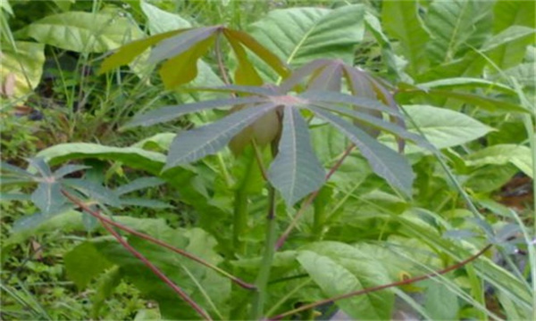 木薯病虫害有哪些