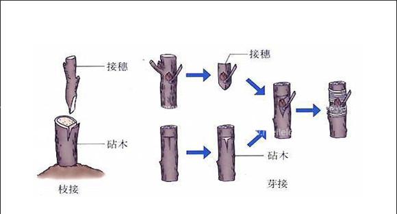 枣树如何嫁接 枣树嫁接方法介绍