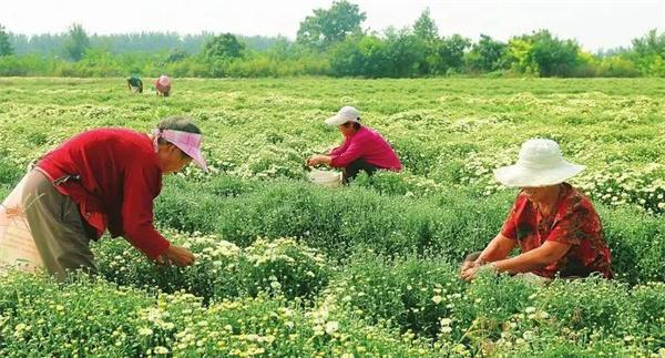 菊花的采收时间采收方法
