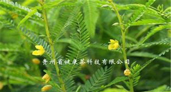 扁豆草栽培技术，它有何生长习性