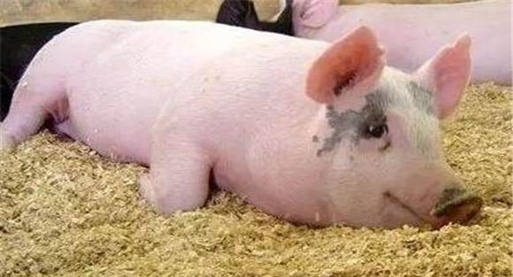 猪脑炎的症状