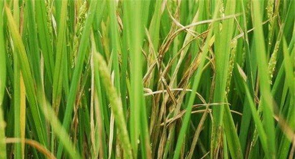 水稻瘟病应采取什么措施