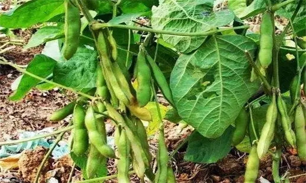 大豆产量是怎样形成的