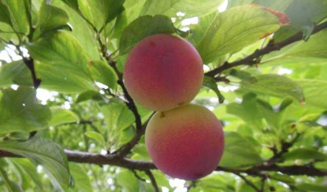 孕妇可以吃李子