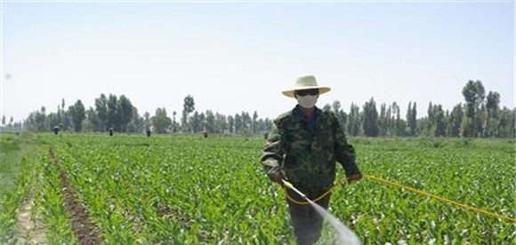 除草剂效果为什么不好