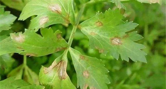 芹菜斑枯病