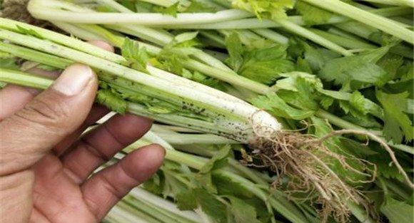 芹菜常见病虫害有哪些
