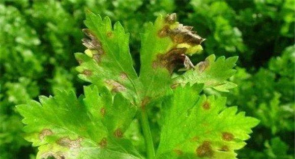 芹菜病虫害防治技术