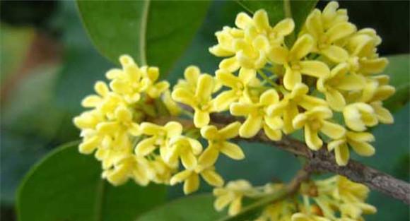 四季桂什么时候开花？