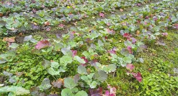 油菜秧苗叶片变红是什么原因造成的