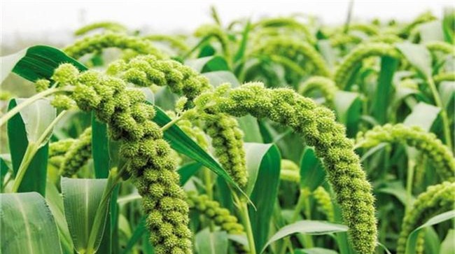 小米种植与耕作技术