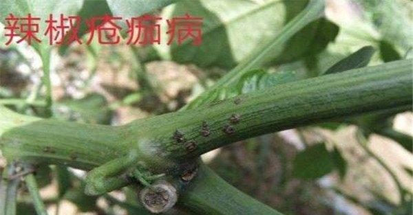 辣椒疮痂病的症状表现