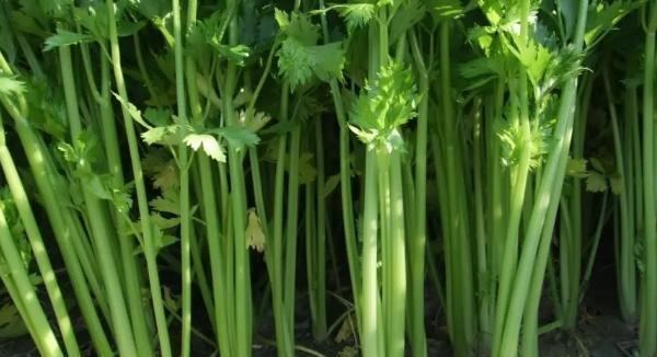 芹菜适宜生长温度是多少