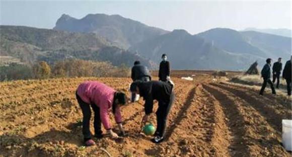 种植丹参如何选地整地