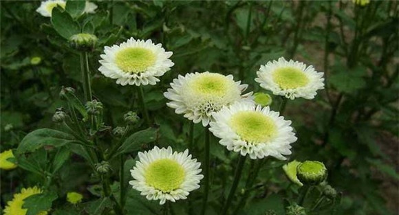 菊花