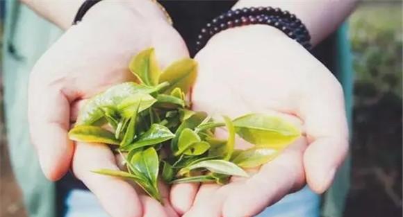 茶叶的耐泡程度与叶片嫩度有关