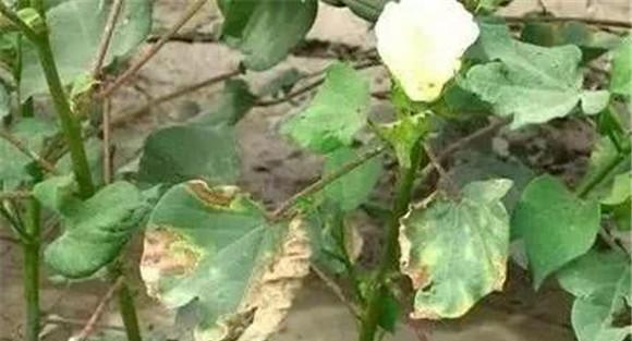 棉花黄萎病防治措施与方法