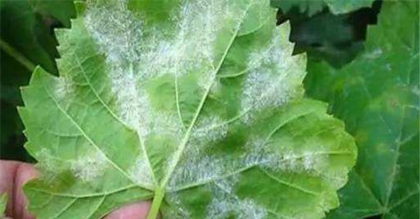 葡萄白腐病用什么药