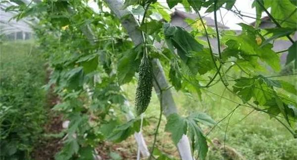 夏雷苦瓜的栽培技术要点