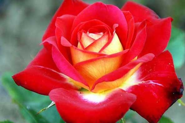 月季花图片