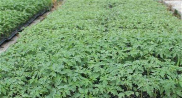 越冬番茄的育苗方法