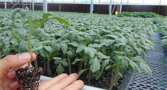 越冬番茄育苗注意事项