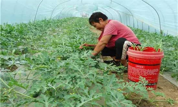 西瓜适合采用哪些整枝方式