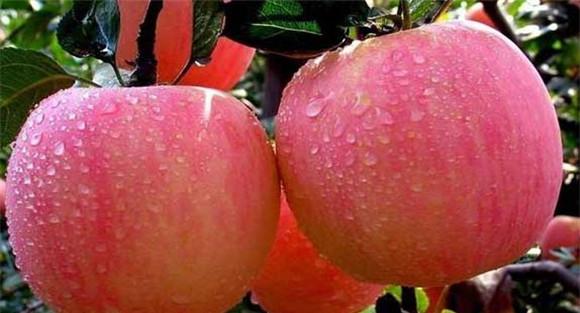 苹果的功效