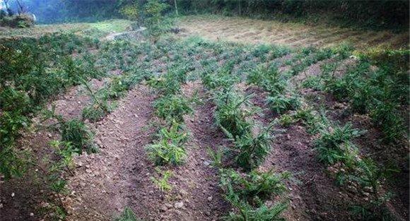 香榧的施肥技术