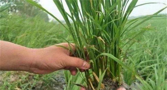 分蘖至圆秆期的病虫草害