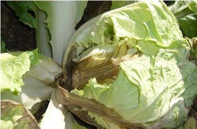 白菜病虫害防治技术