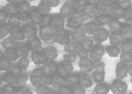 五味子的功效与作用