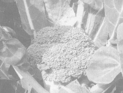 花菜的功效与作用