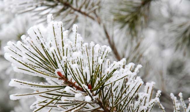 雪松和云杉的区别