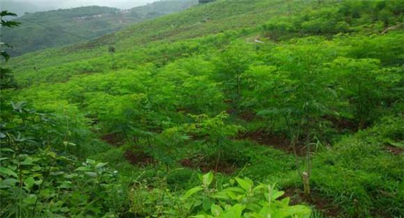 辣木的种植条件