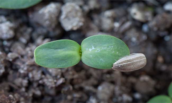 向日葵的种植技术和主要措施
