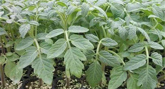 番茄分苗方法与技术要求