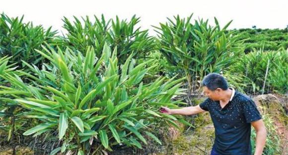 砂仁种植技术要点
