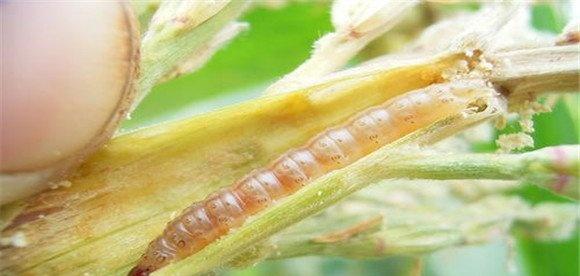 玉米钻心虫用什么药最好