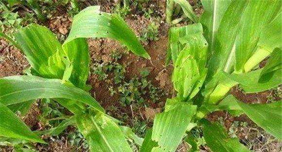 玉米钻心虫的防治方法