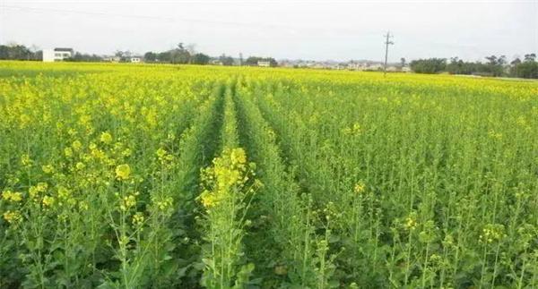 无公害油菜栽培技术要点有哪些
