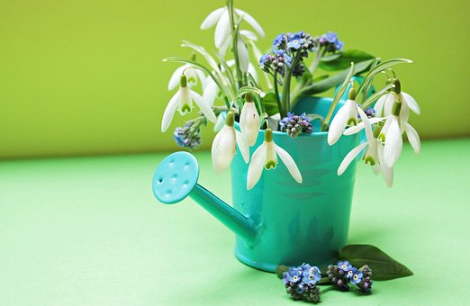 大白菜的种植和管理方法