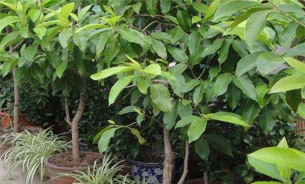 盆栽白兰花怎样施肥