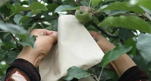 苹果套袋的作用