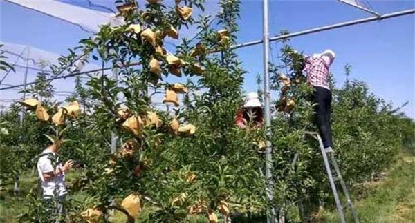 苹果套袋的技术要点
