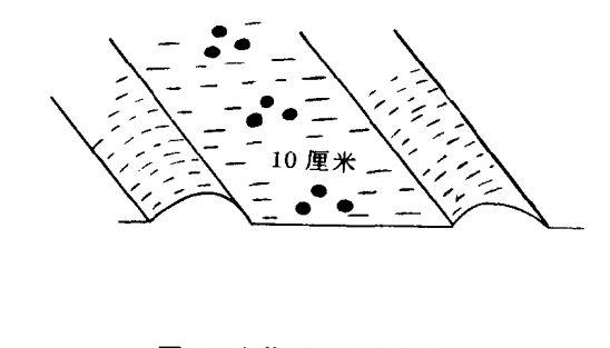 牛蒡种植技术