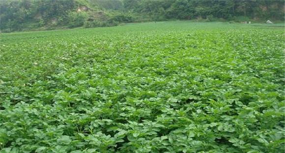 土豆种植要抓住这些要点才能实现高产
